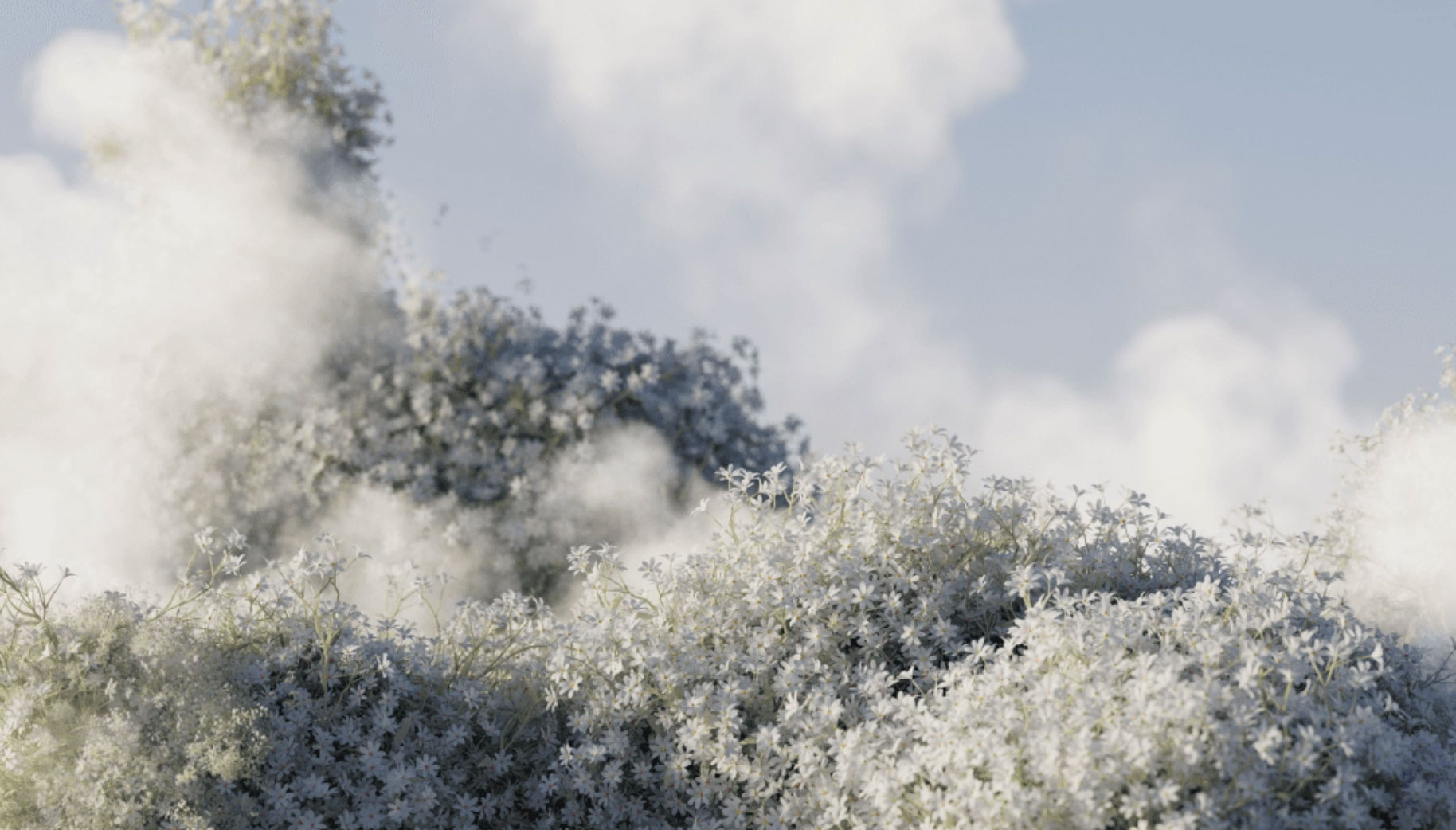 A serene scene of white, fluffy clouds blending seamlessly with a dense field of small white flowers. The flowers occupy most of the foreground, while the ethereal clouds dominate the sky, creating a peaceful and dreamy atmosphere.