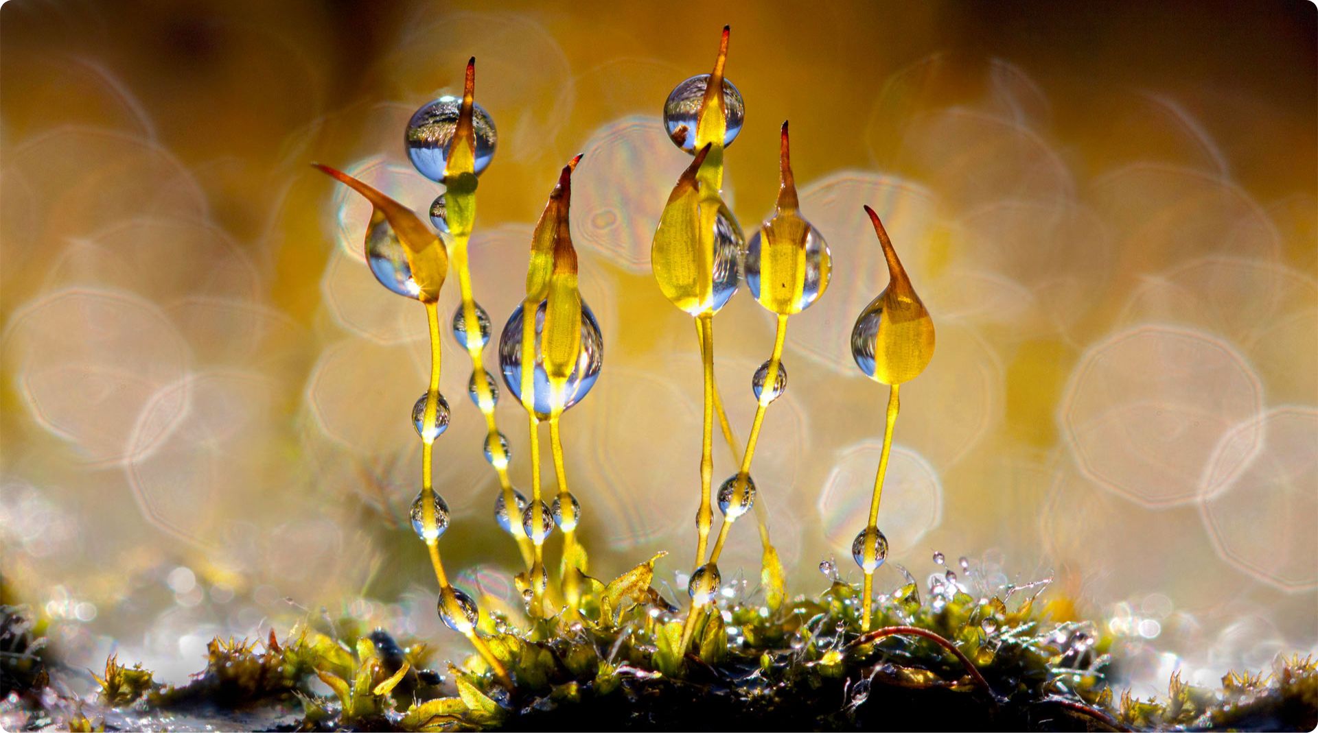 A close-up image of tiny moss stalks with water droplets clinging to them. The water droplets reflect light, creating bright, bokeh circles in the background. The vibrant scene showcases intricate details of the moss and sparkling droplets.