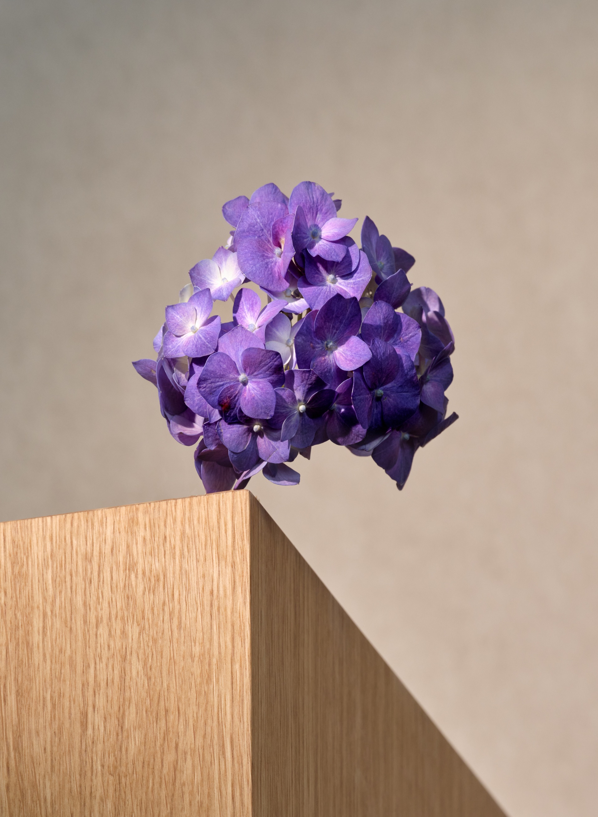 A cluster of vibrant purple hydrangea flowers rests on the sharp corner of a light wooden surface, set against a neutral, softly blurred background.