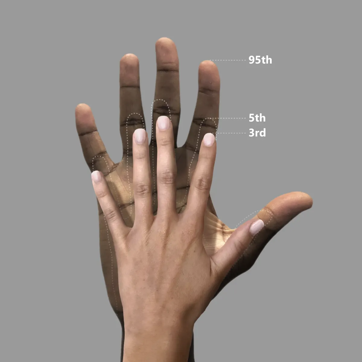 A light-skinned hand is overlaid on a larger, darker-skinned hand against a gray background. Lines and labels mark the 3rd, 5th, and 95th percentiles on the larger hand’s fingers, showing size differences.