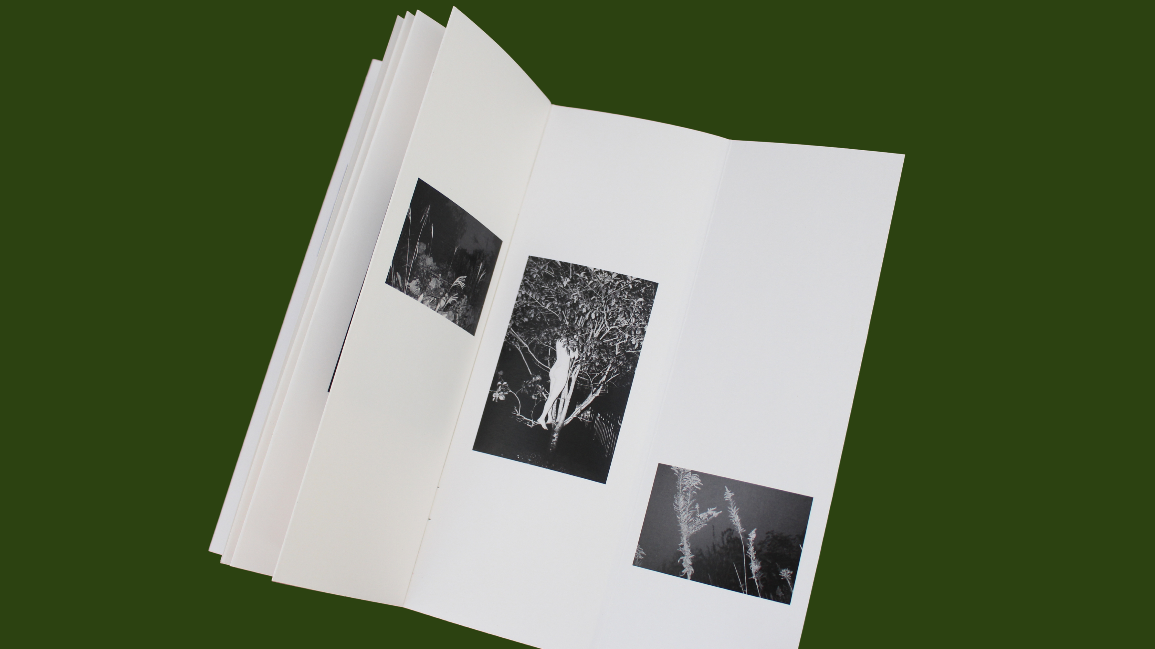 An open book with unfolded pages displays three black-and-white nature photographs against a plain green background.